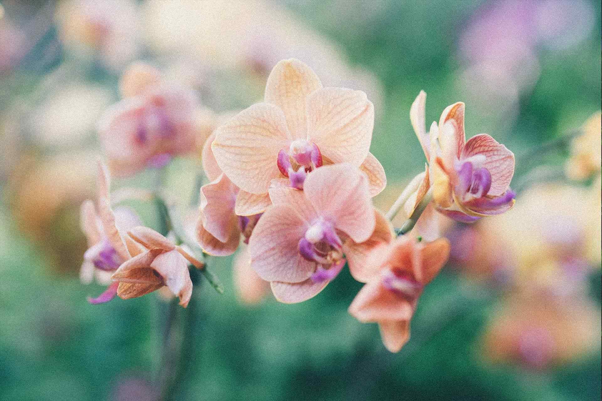 8_orchid 8_orchid