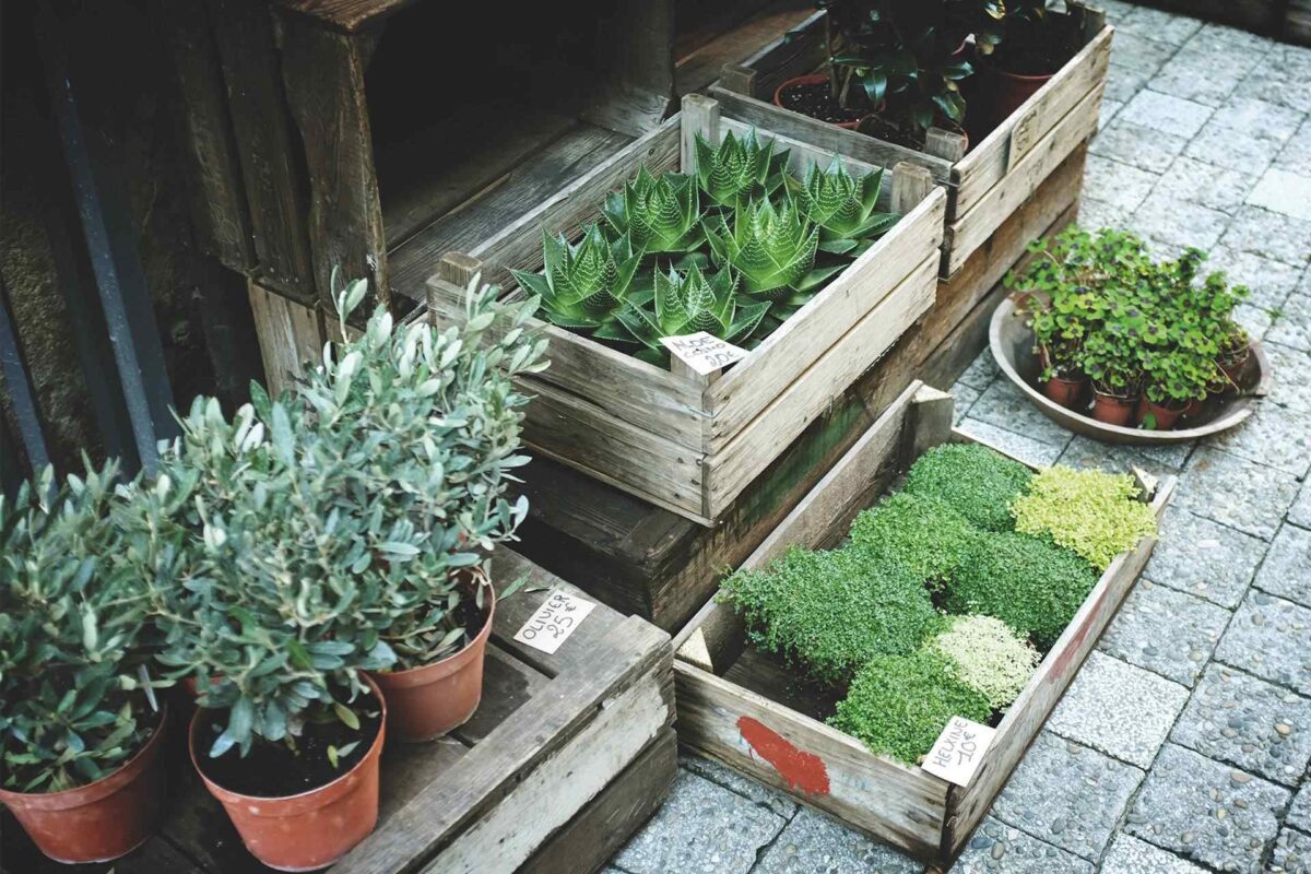 How to have modern garden How to have modern garden