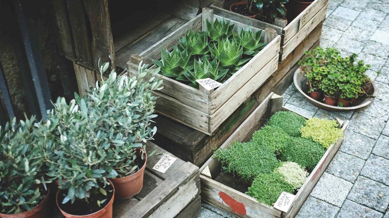 How to have modern garden