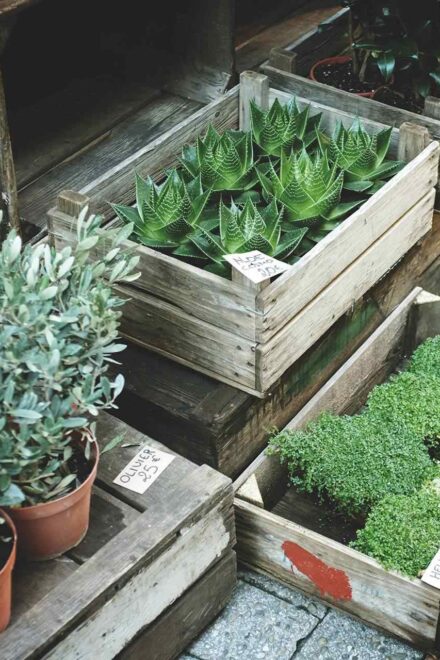 How to have modern garden