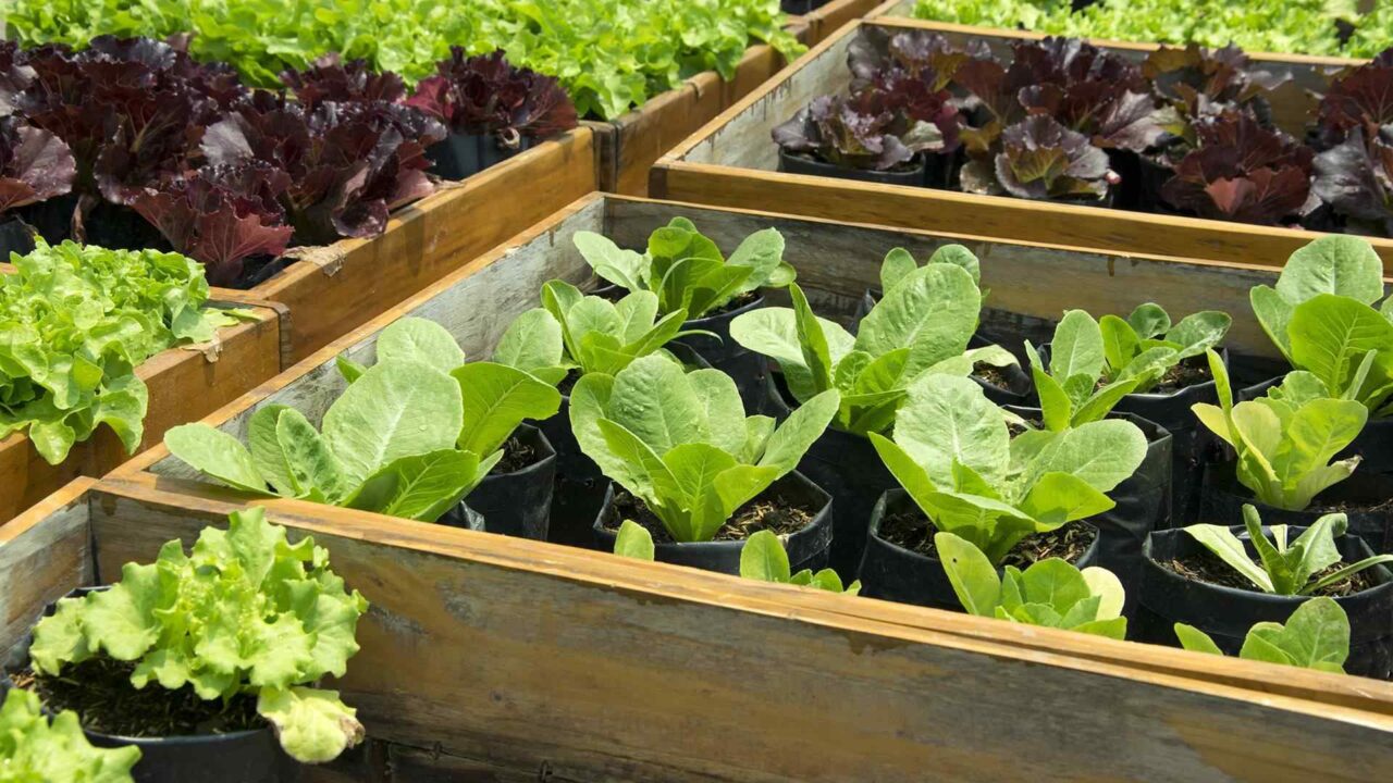 How to plant a vegetable garden