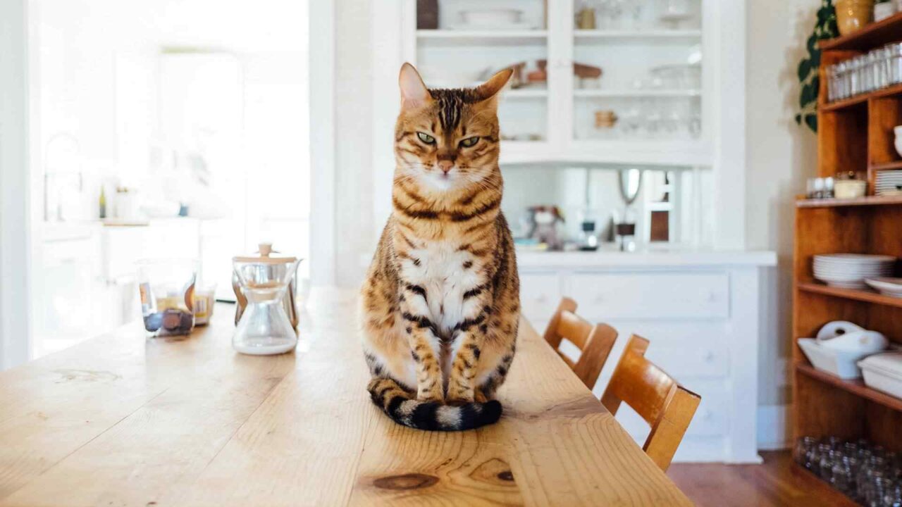 How to use your new table